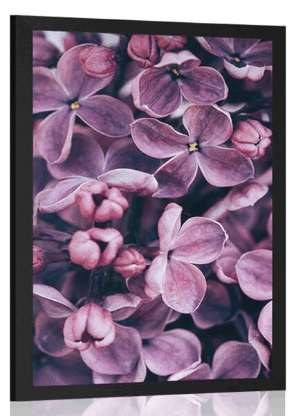 Poster flori violete de liliac