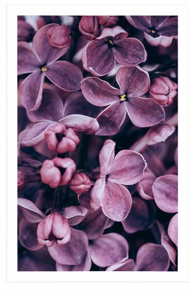 Poster flori violete de liliac