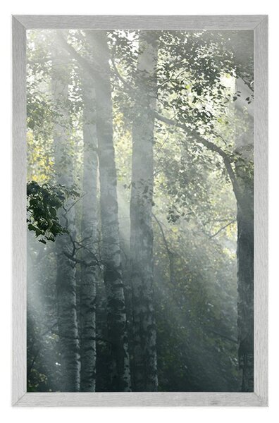 Poster razele de soare în pădurea cețoasă
