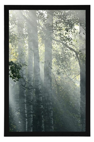 Poster razele de soare în pădurea cețoasă