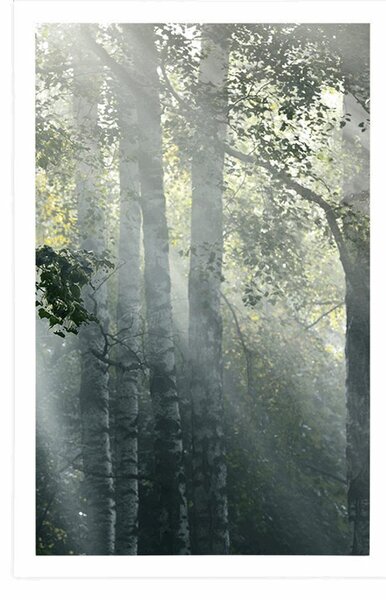 Poster razele de soare în pădurea cețoasă