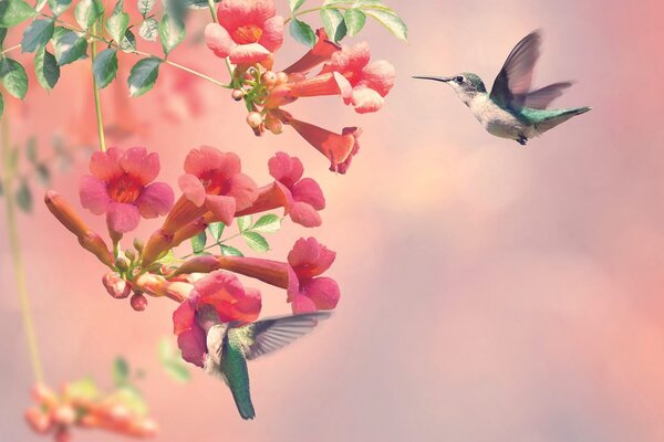 Tapet zborul colibrilor
