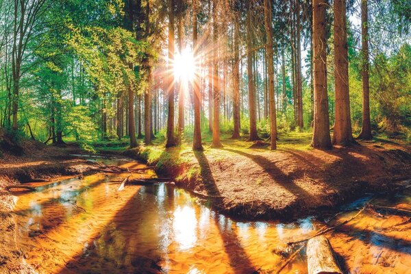 Fototapet autoadeziv pădure ca din basm