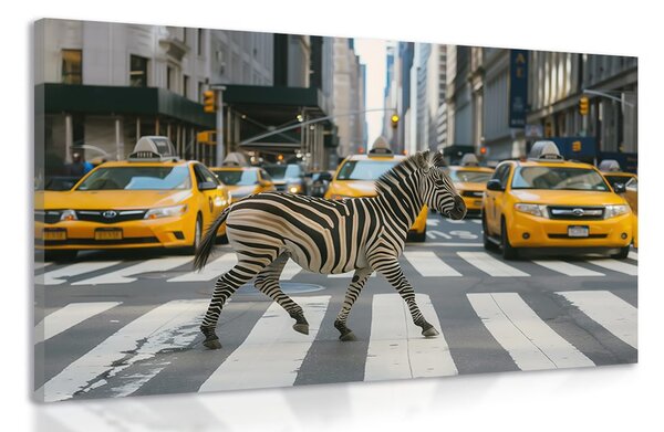 Tablou zebra în New York