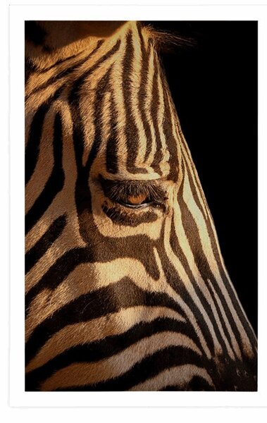 Poster portretul unei zebre