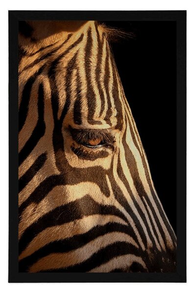 Poster portretul unei zebre