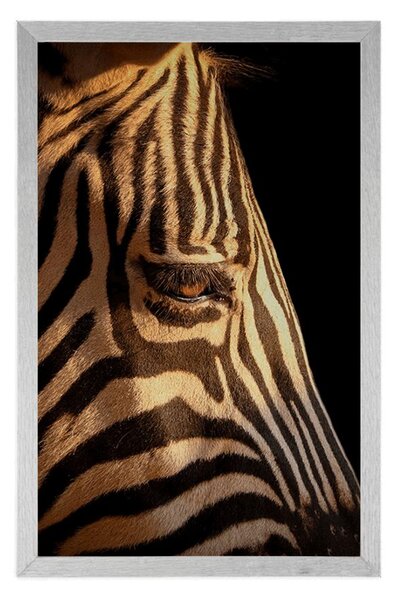 Poster portretul unei zebre