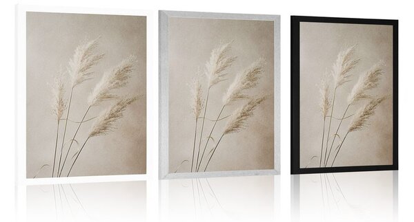 Poster iarba uscată de pampas