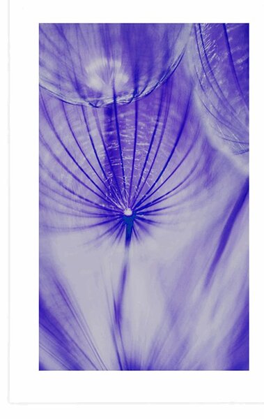 Poster cu passepartout păpădie în design violet