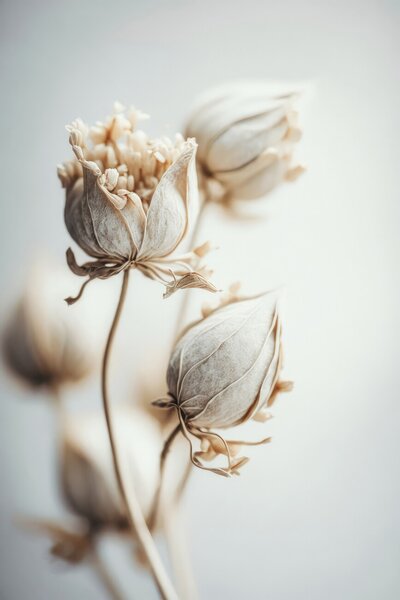 Fotografie Beige Felt Flowers, Treechild, (26.7 x 40 cm)