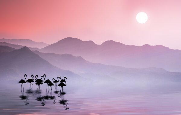 Fotografie de artă Flamingos Sunset, Bess Hamiti, (40 x 24.6 cm)