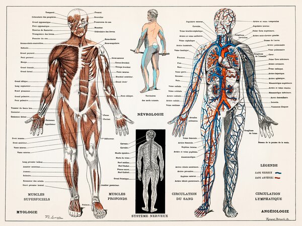 Ilustrare Antique Illustration of the Human Nervous & Muscular System, (40 x 30 cm)