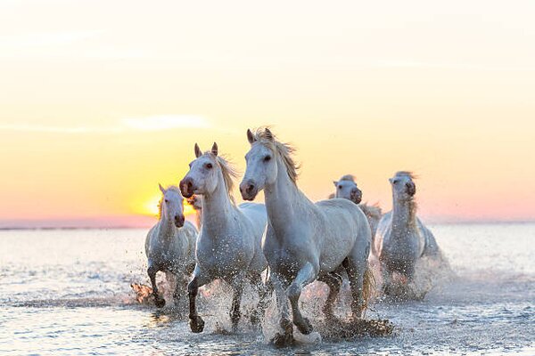 Fotografie de artă Camargue white horses running in water at sunset, Peter Adams, (40 x 26.7 cm)
