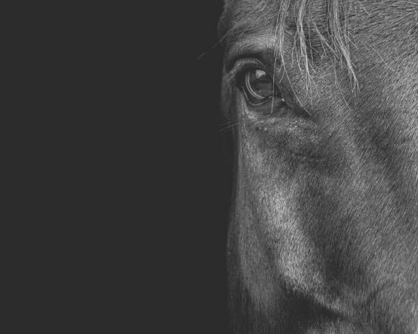 Fotografie de artă Horse, Horse & Hound Fine Art Photography, (40 x 30 cm)