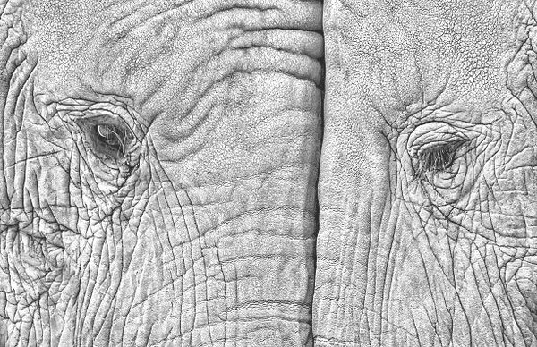 Fotografie de artă Close-up of two elephants standing face to face, juanluis_duran, (40 x 26.7 cm)