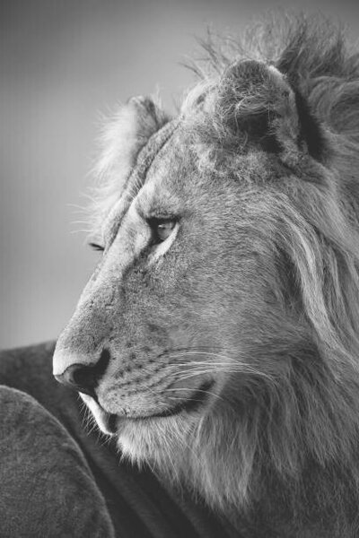 Fotografie de artă Mono close-up of male lion looking left, nicholas_dale, (26.7 x 40 cm)