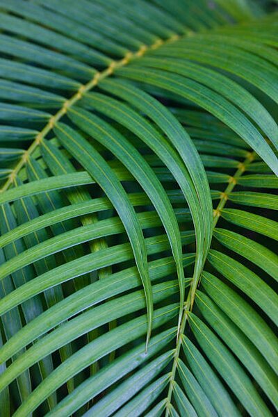 Fotografie de artă Tropical Coconut Palm Leaves, Darrell Gulin, (26.7 x 40 cm)