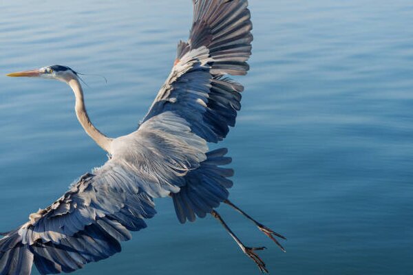 Fotografie de artă Great Blue Heron, Michael H Spivak, (40 x 26.7 cm)