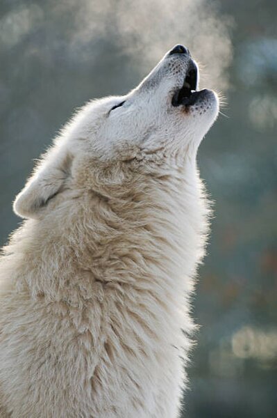 Fotografie Arctic wolf howling, Raimund Linke, (26.7 x 40 cm)