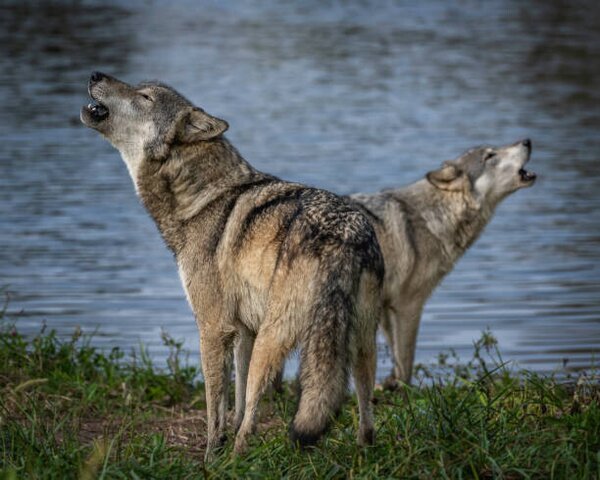 Fotografie de artă Beautiful Wolf Growling and Howling, Laura Hedien, (40 x 30 cm)