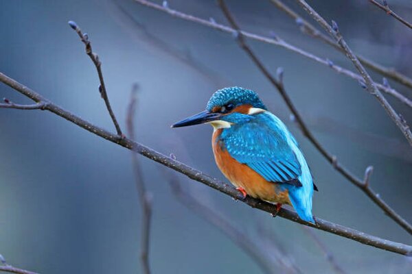 Fotografie Close-up of kingfisher perching on branch,Oldenburg,Germany, Photo Art / 500px, (40 x 26.7 cm)