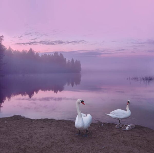 Fotografie de artă Mute swans with cygnets, Milamai, (40 x 40 cm)