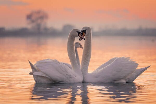 Fotografie de artă Swans floating on lake during sunset, SimonSkafar, (40 x 26.7 cm)