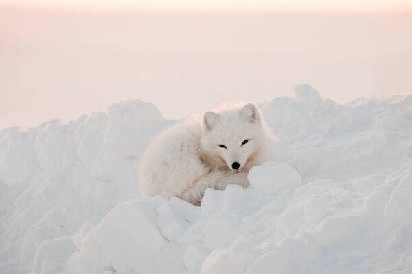 Fotografie de artă Arctic white fox close-up. Arctic fox, Oksana Stasenko, (40 x 26.7 cm)