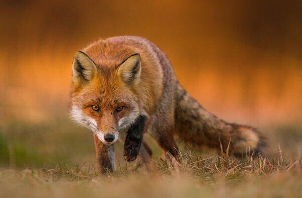Fotografie Portrait of red fox standing on grassy field, Wojciech Sobiesiak / 500px, (40 x 26.7 cm)