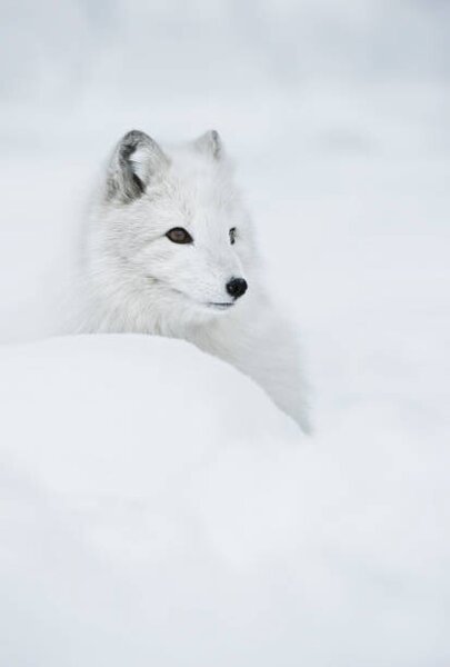 Fotografie de artă An arctic fox in the snow., Andy Astbury, (26.7 x 40 cm)
