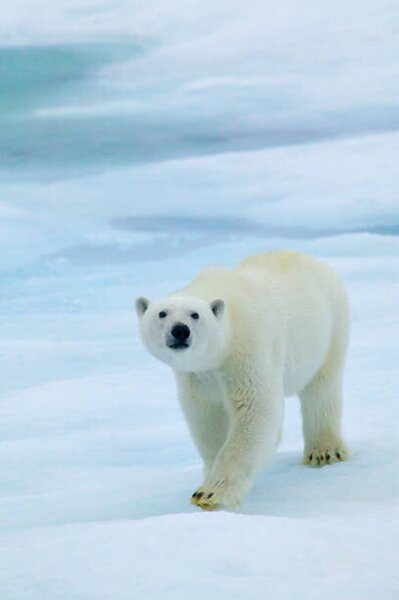 Fotografie de artă Polar Bear on Sea Ice, Sniffing the Air, Hans Strand, (26.7 x 40 cm)