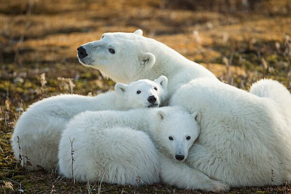 Fotografie de artă Polar Bear and Cubs by Hudson, Paul Souders, (40 x 26.7 cm)
