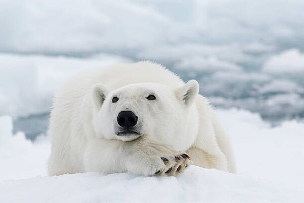 Fotografie de artă Polar bear, dagsjo, (40 x 26.7 cm)