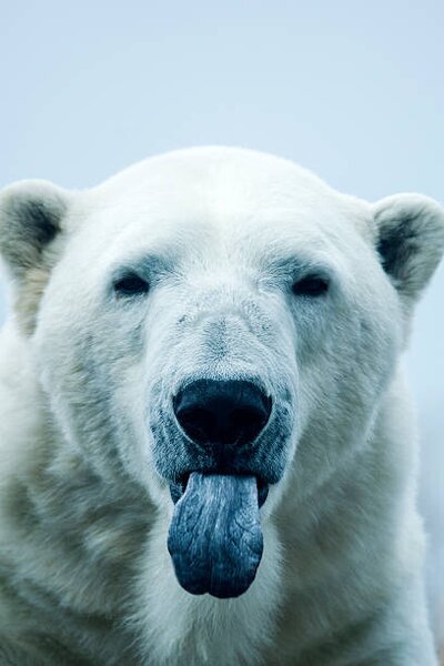 Fotografie de artă Polar Bear closeup portrait, Mark Newman, (26.7 x 40 cm)