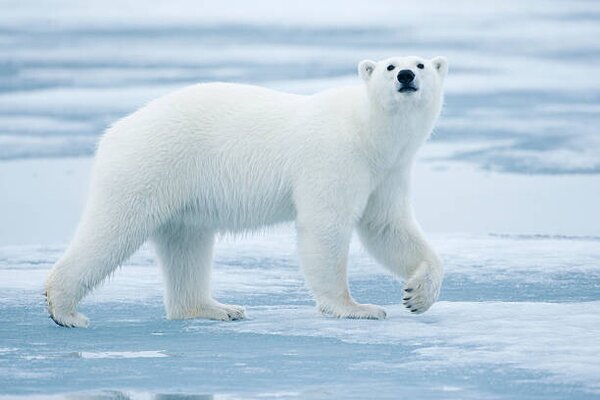 Fotografie Polar Bear, Svalbard, Norway, Paul Souders, (40 x 26.7 cm)