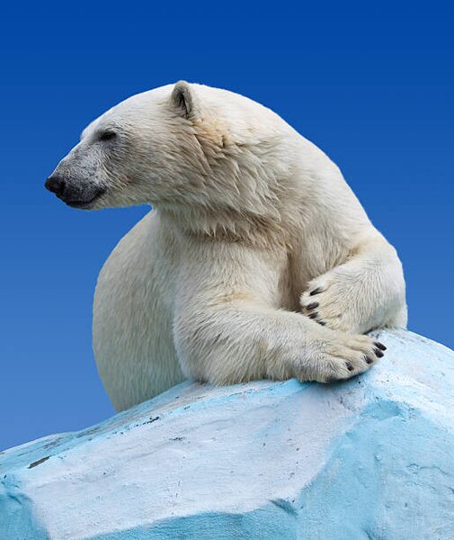 Fotografie de artă Polar bear on a rock against blue sky, JackF, (35 x 40 cm)