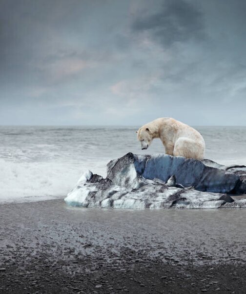 Fotografie de artă Polar bear on the melting iceberg, narvikk, (35 x 40 cm)