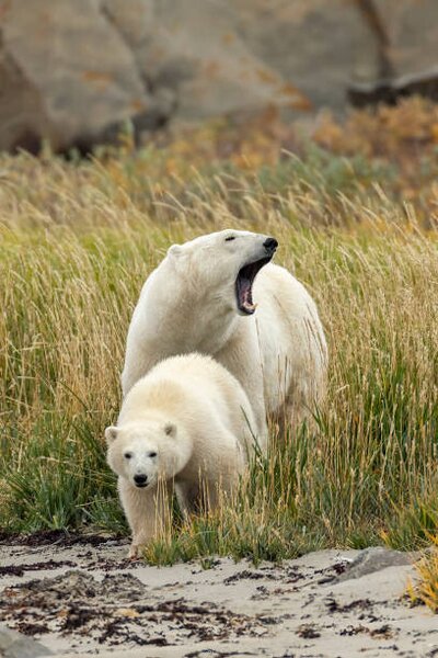 Fotografie de artă Polar Bear mother and cub, sow and cub, Stan Tekiela Author / Naturalist / Wildlife Photographer, (26.7 x 40 cm)