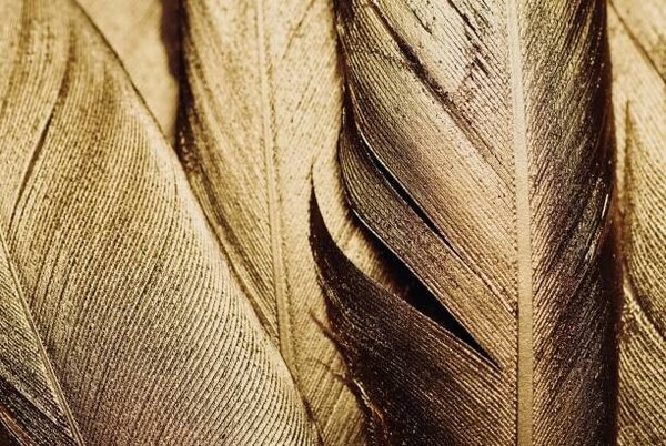 Ilustrație Close-up of Gold Leaf Feathers, Adrienne Bresnahan
