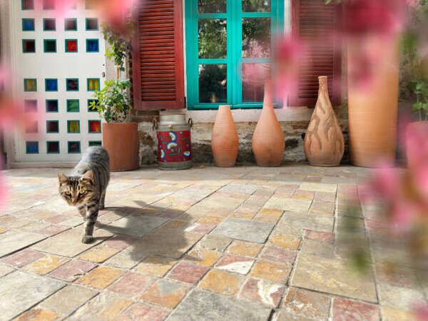 Fotografie Cute domestic cat by house front door, imagedepotpro, (40 x 30 cm)