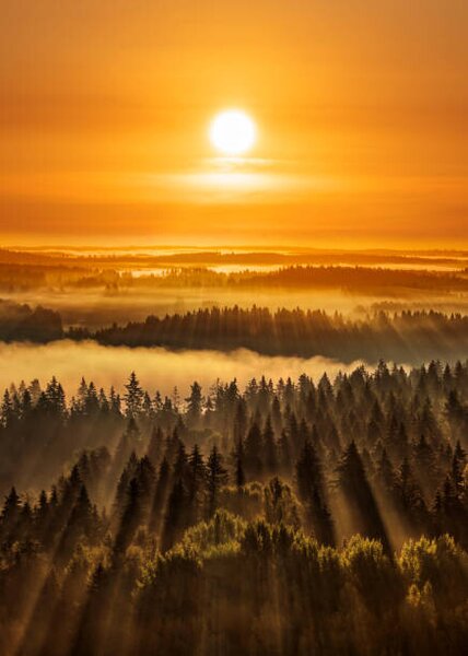 Fotografie de artă Golden beautiful foggy forest sunbeams, Aulanko,, Milamai, (30 x 40 cm)