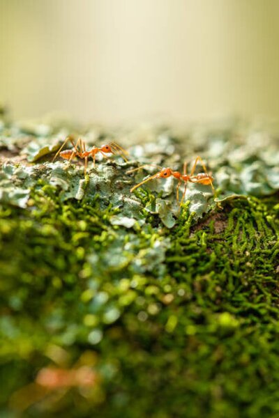 Fotografie Two weaver ants on a lichen, Jordan Lye, (26.7 x 40 cm)