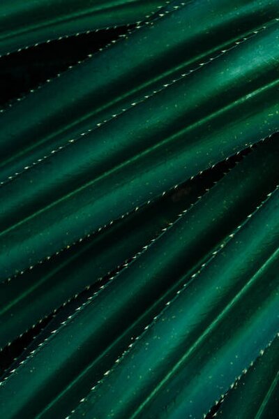 Fotografie de artă Close up of thorny green leaves, Olena Malik, (26.7 x 40 cm)