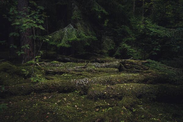 Fotografie de artă Old coniferous forest with moss and, Schon, (40 x 26.7 cm)