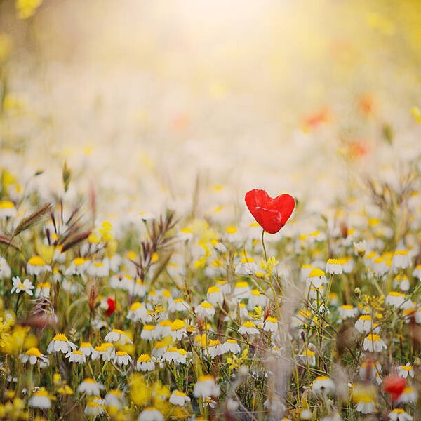 Fotografie Heart shaped poppy, Julia Davila-Lampe