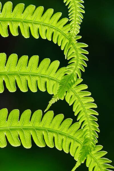 Fotografie Fresh green fern leaves. Macrophotography, Vlad Antonov, (26.7 x 40 cm)