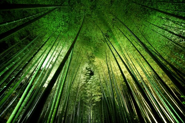 Fotografie de artă Bamboo night, Takeshi Marumoto, (40 x 26.7 cm)