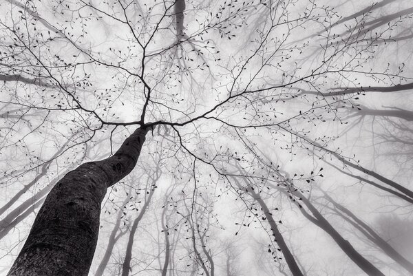 Fotografie A view of the tree crown, Tom Pavlasek, (40 x 26.7 cm)