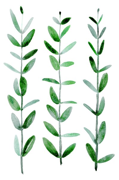 Ilustrare Watercolor eucalyptus parvifolia, Blursbyai, (30 x 40 cm)