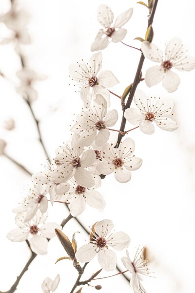 Fotografie de artă Blossoming, Sisi & Seb, (26.7 x 40 cm)